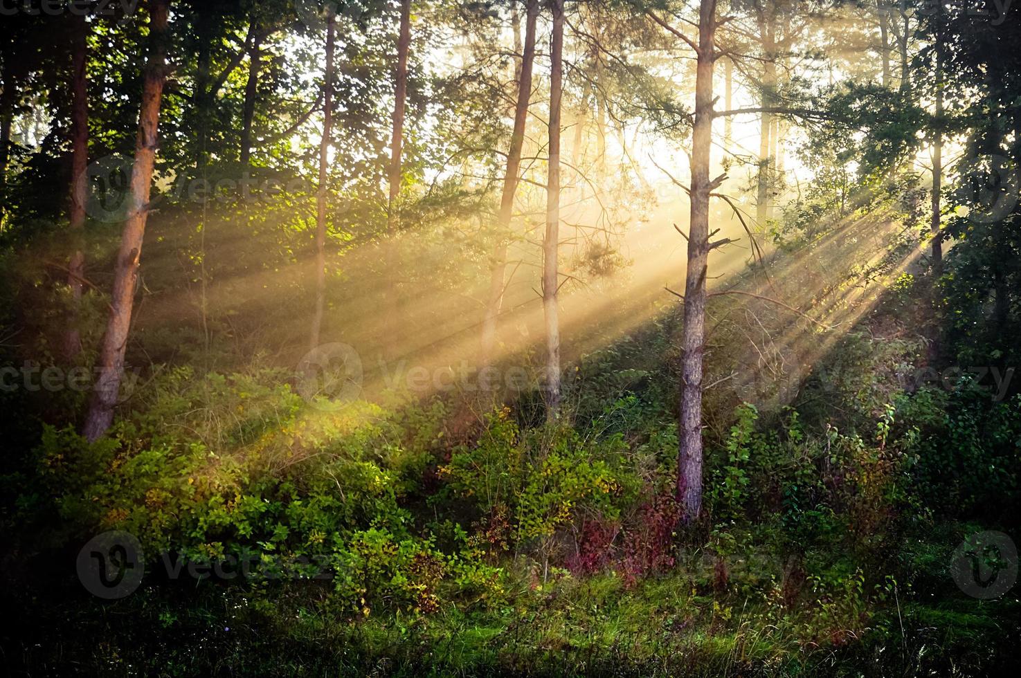 Bergkiefernwald foto