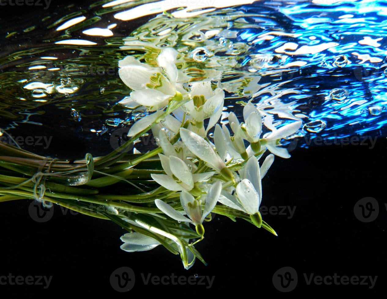 Frühlingsschneeglöckchen im Wasser foto