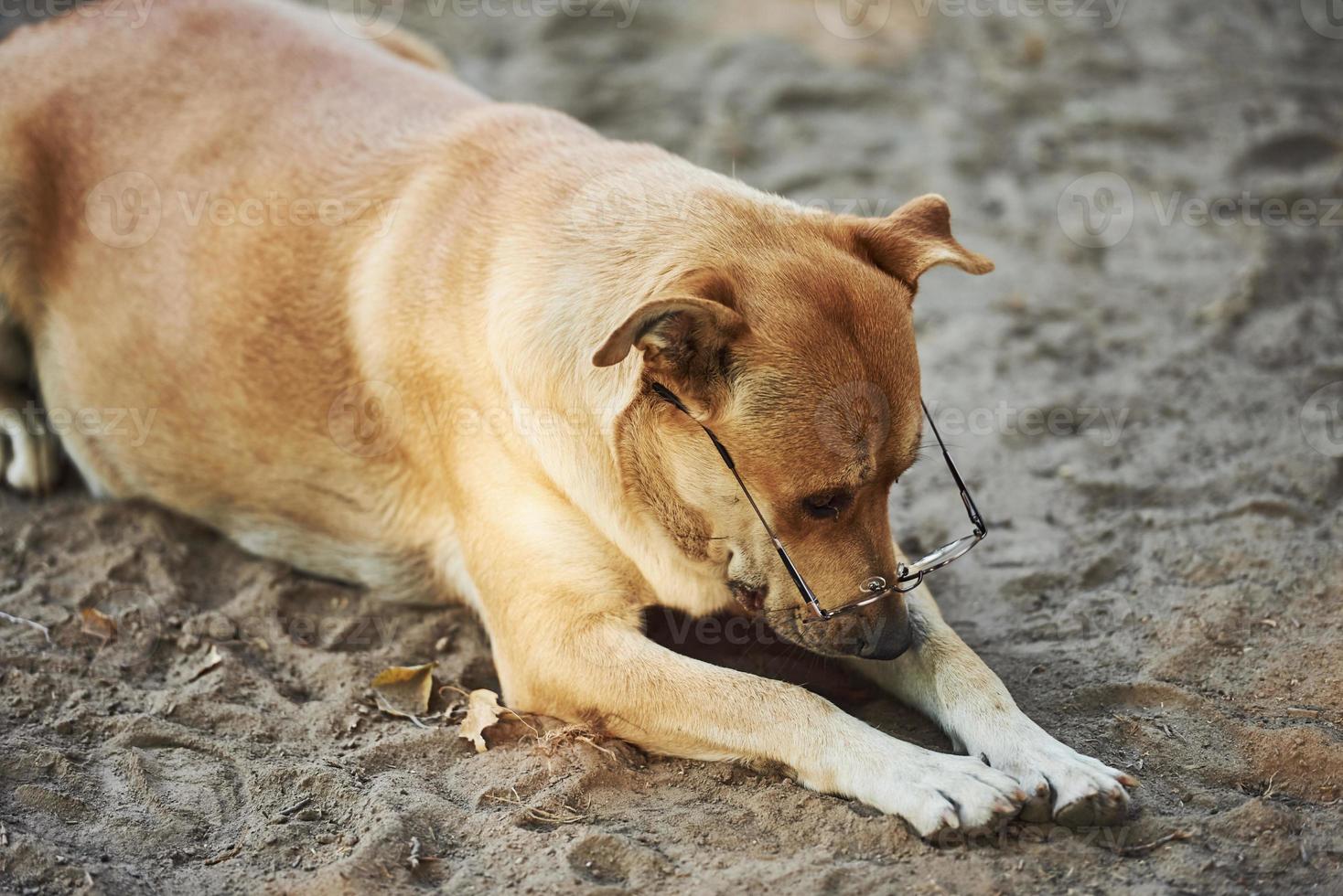 Trauriger Hund in Brillen, der draußen auf dem Sand liegt. Empfängnis von Haustieren foto