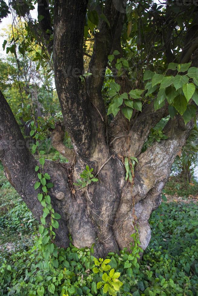 der größte alte Baum im Wald mit Blick ins Grüne foto