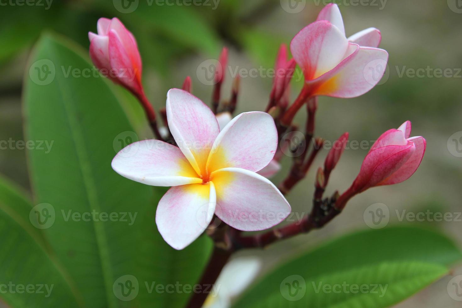 Phi Phi, Thailand. weiß-gelb-rosa Blüten von Plumeria auf dem Ast im Park. foto