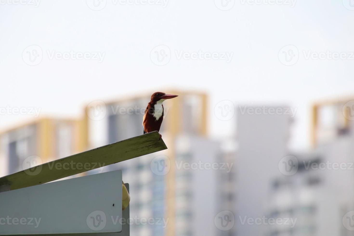 Weißkehl-Eisvogel in der Abenddämmerung foto