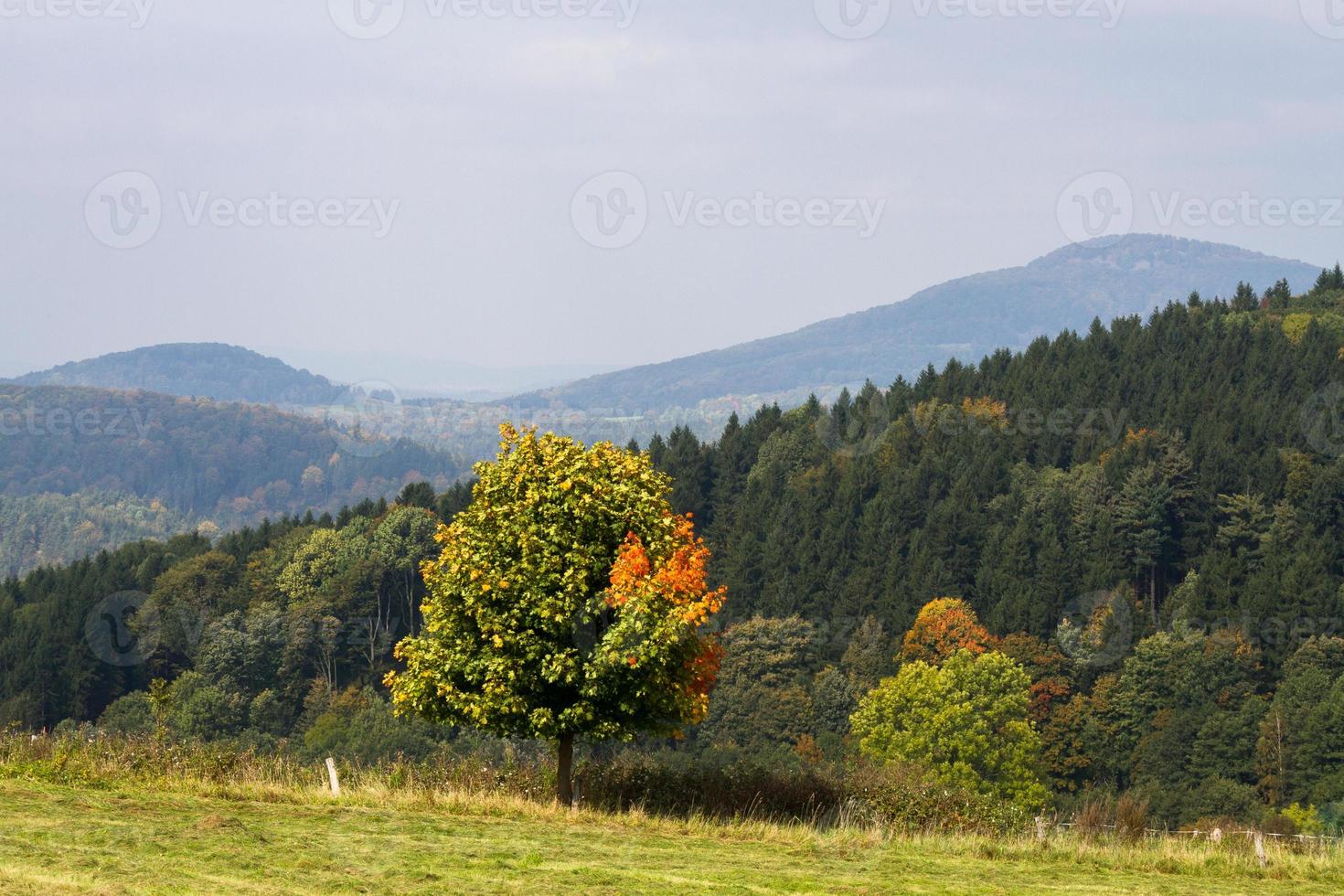 Herbstlandschaft mit gelben Blättern an einem sonnigen Tag foto