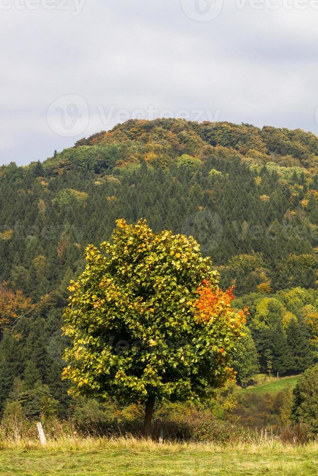 Herbstlandschaft mit gelben Blättern an einem sonnigen Tag foto