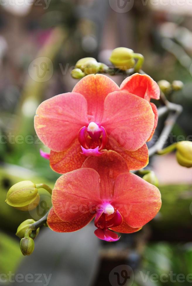 reise nach chiangmai, thailand. die Blüten der orangefarbenen Orchideen auf dem Ast. foto