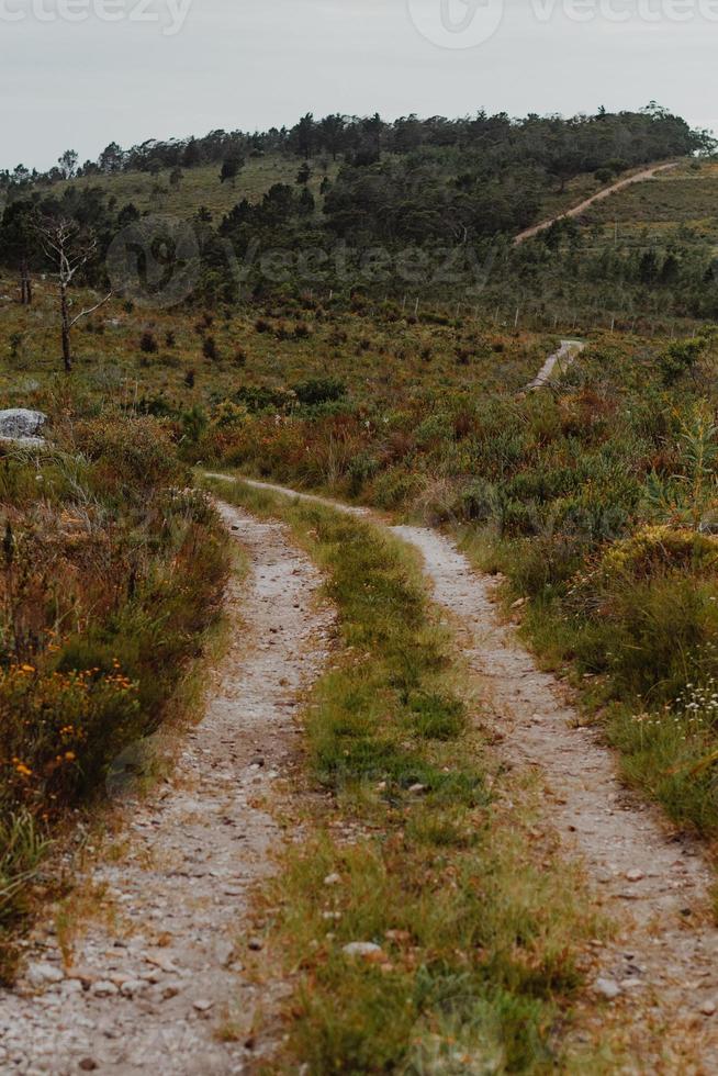 Südafrikanischer Fynbos foto