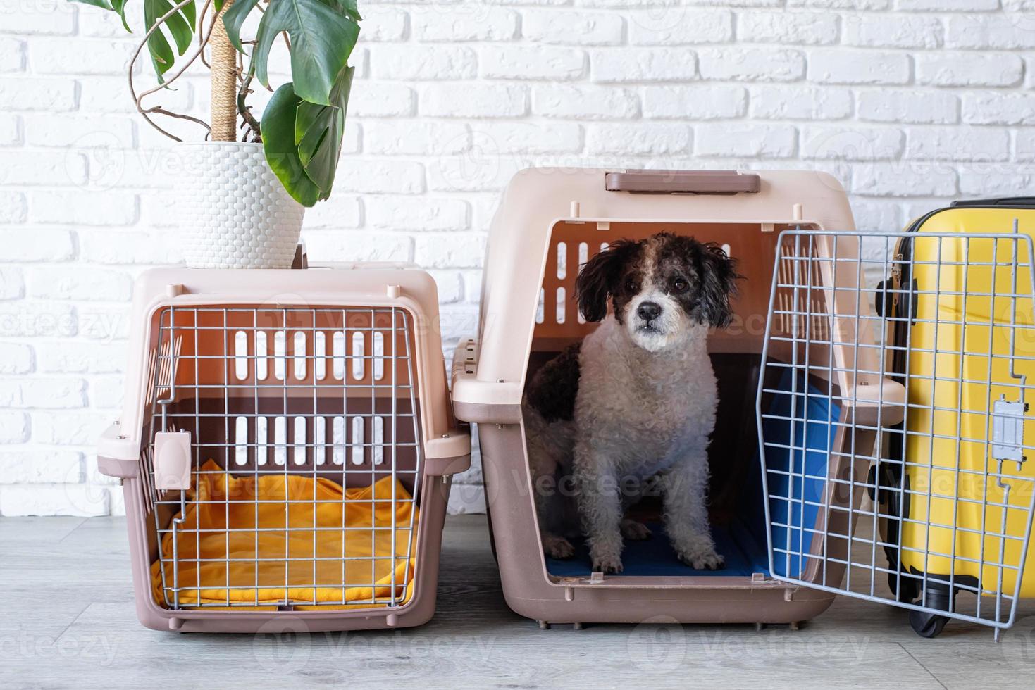 süßer bichon frise hund, der durch reisehaustiertransporter sitzt, backsteinmauerhintergrund foto