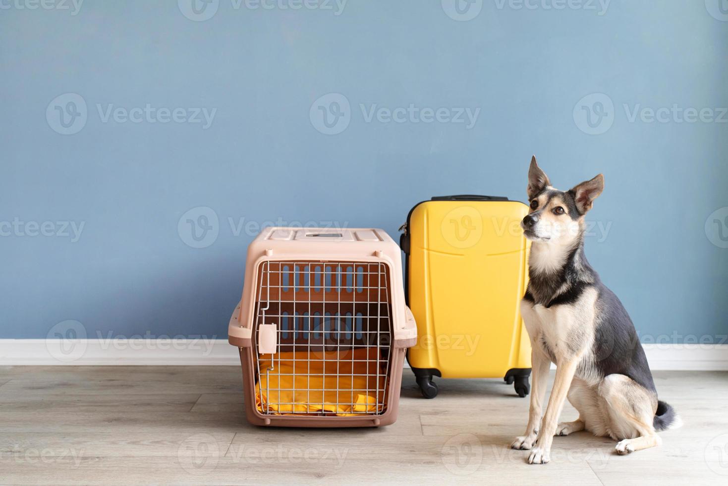 Süßer Mischlingshund, der von der Transportbox für Haustiere sitzt, blauer Wandhintergrund foto