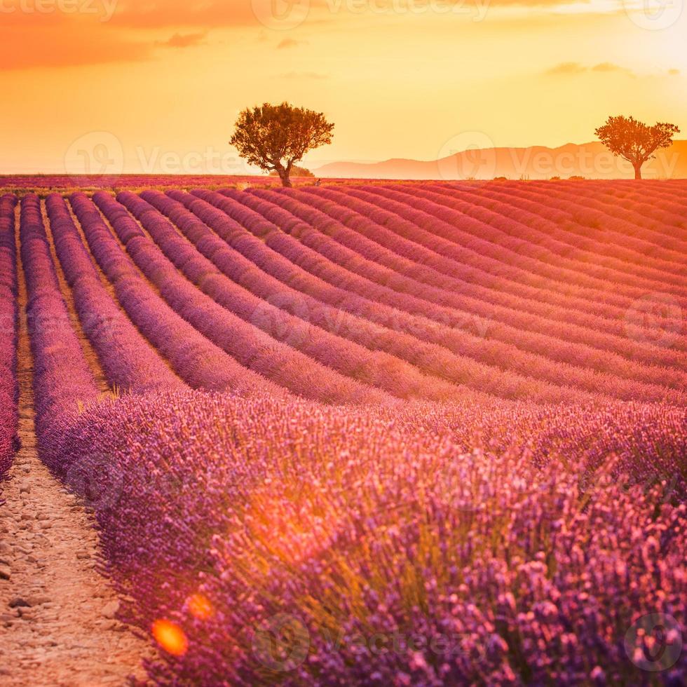 Lavendelfeld in der Provence, Frankreich. Blühende violett duftende Lavendelblüten mit Sonnenstrahlen mit warmem Sonnenuntergangshimmel. frühlingssommer schöne naturblumen, idyllische landschaft. wunderbare Landschaft foto