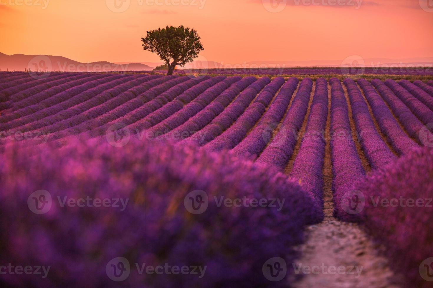 Lavendelfeld in der Provence, Frankreich. Blühende violett duftende Lavendelblüten mit Sonnenstrahlen mit warmem Sonnenuntergangshimmel. frühlingssommer schöne naturblumen, idyllische landschaft. wunderbare Landschaft foto