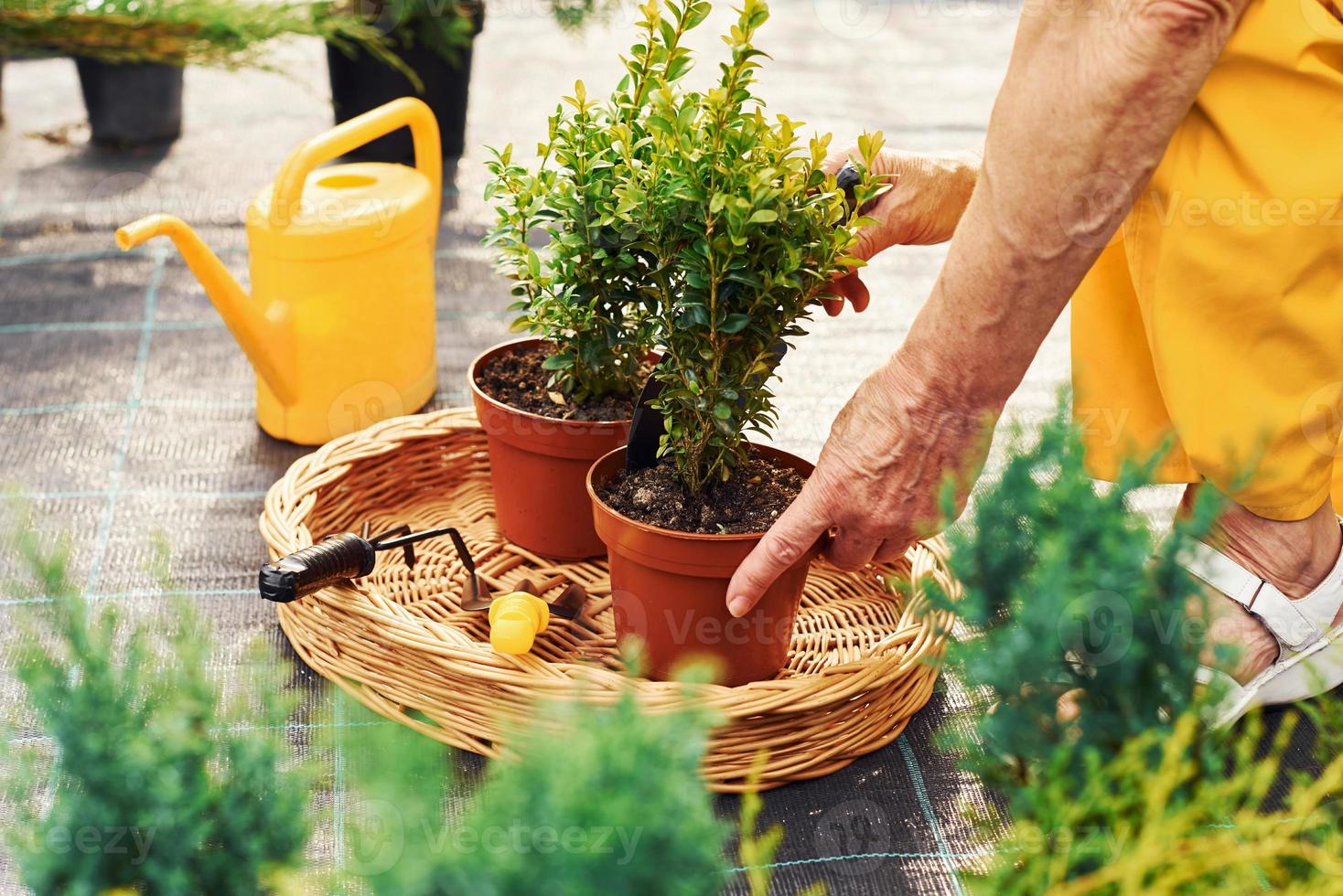 Arbeiten mit Pflanzen in Töpfen. Seniorin in gelber Uniform ist tagsüber im Garten foto