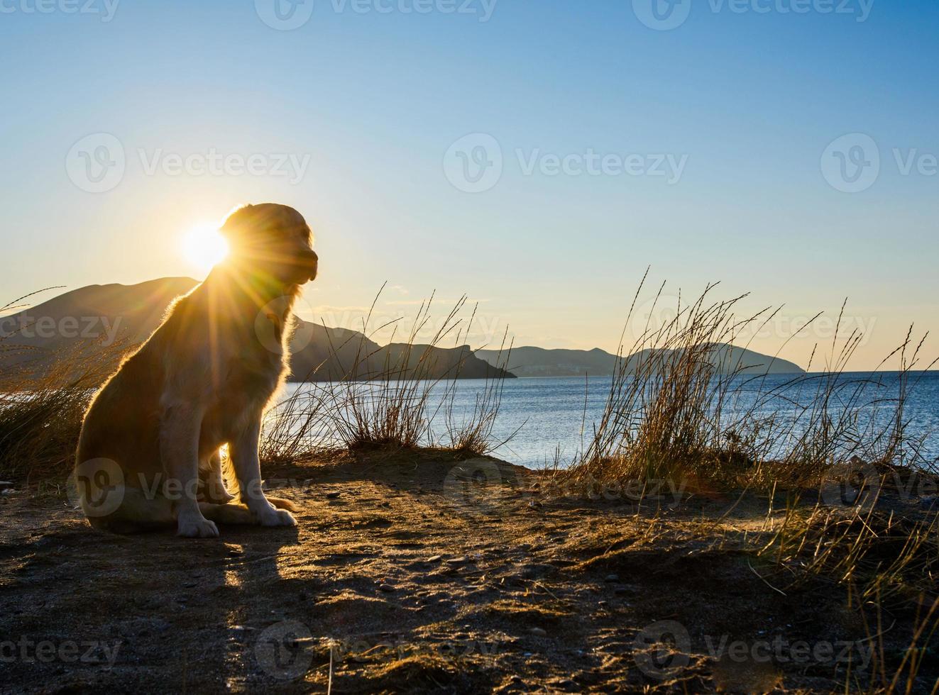 Hund, der auf einem Felsen steht foto