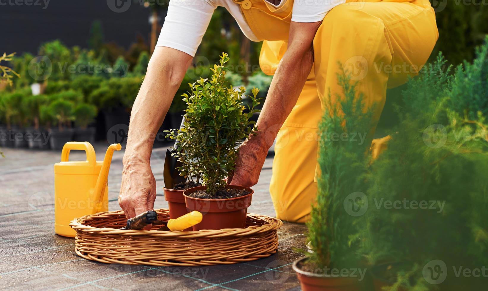 Arbeiten mit Pflanzen in Töpfen. Seniorin in gelber Uniform ist tagsüber im Garten foto