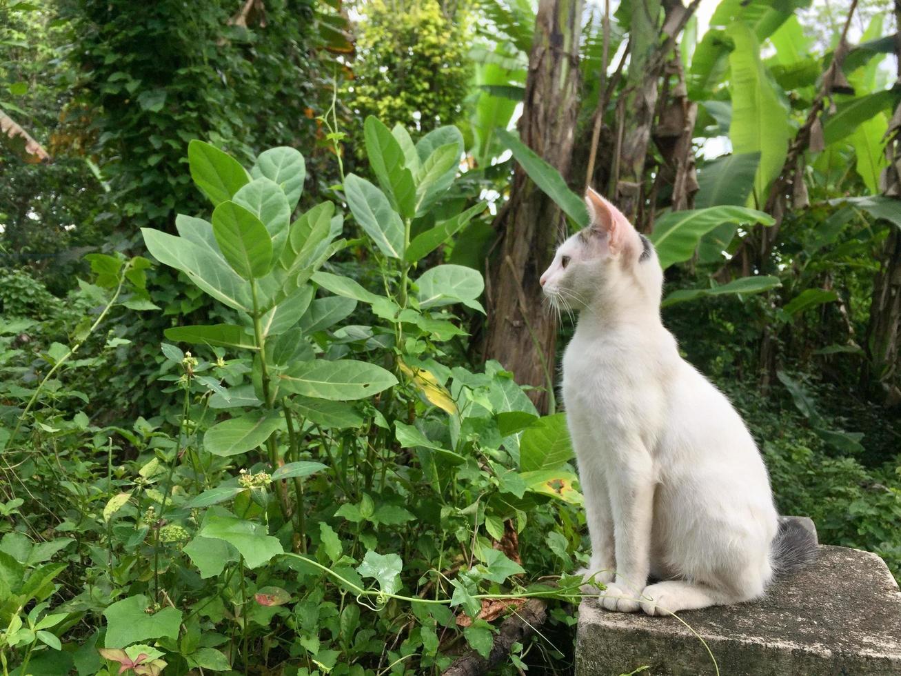 weiße Katze von der Seite gesehen foto