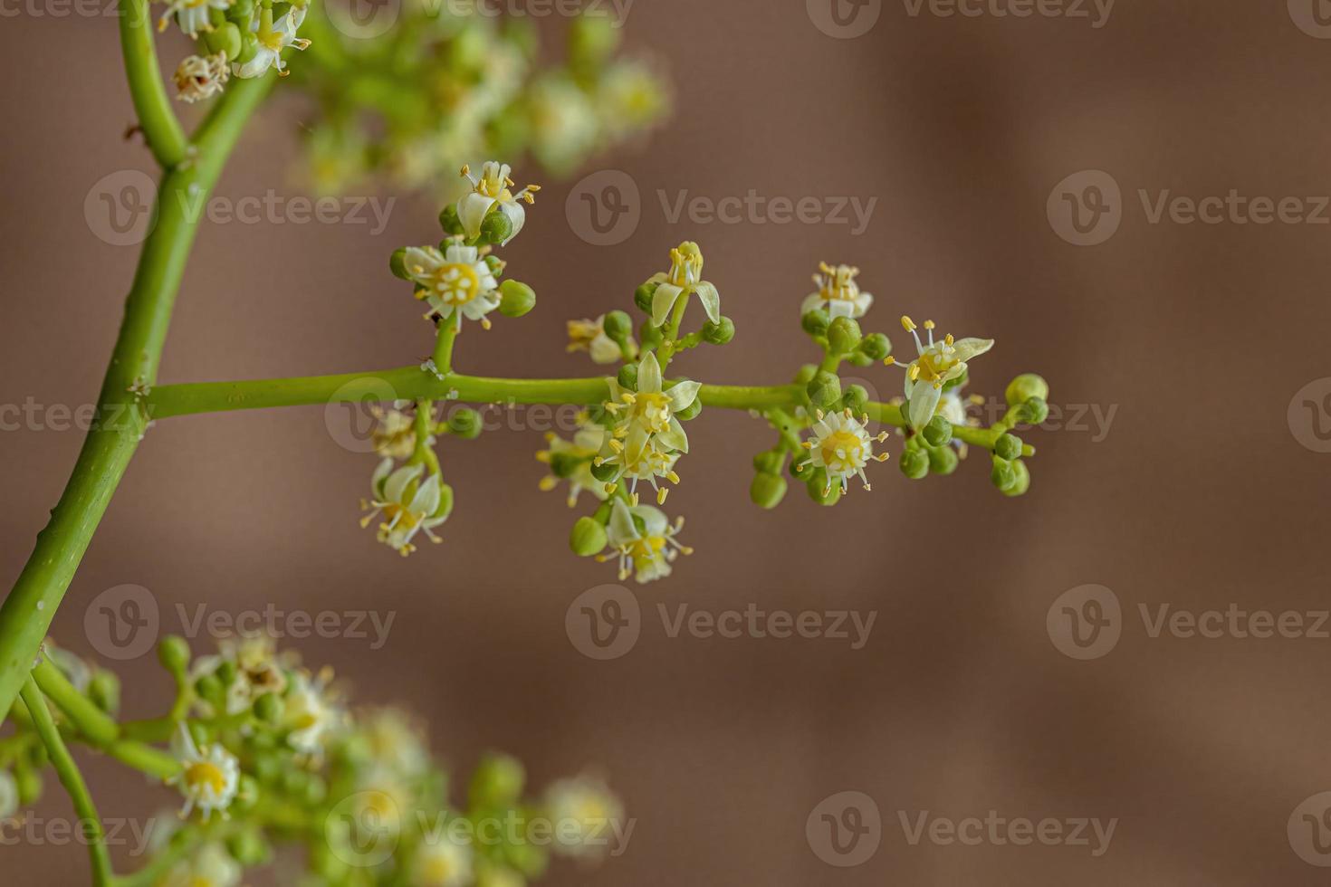 Ambarella blühender Baum foto