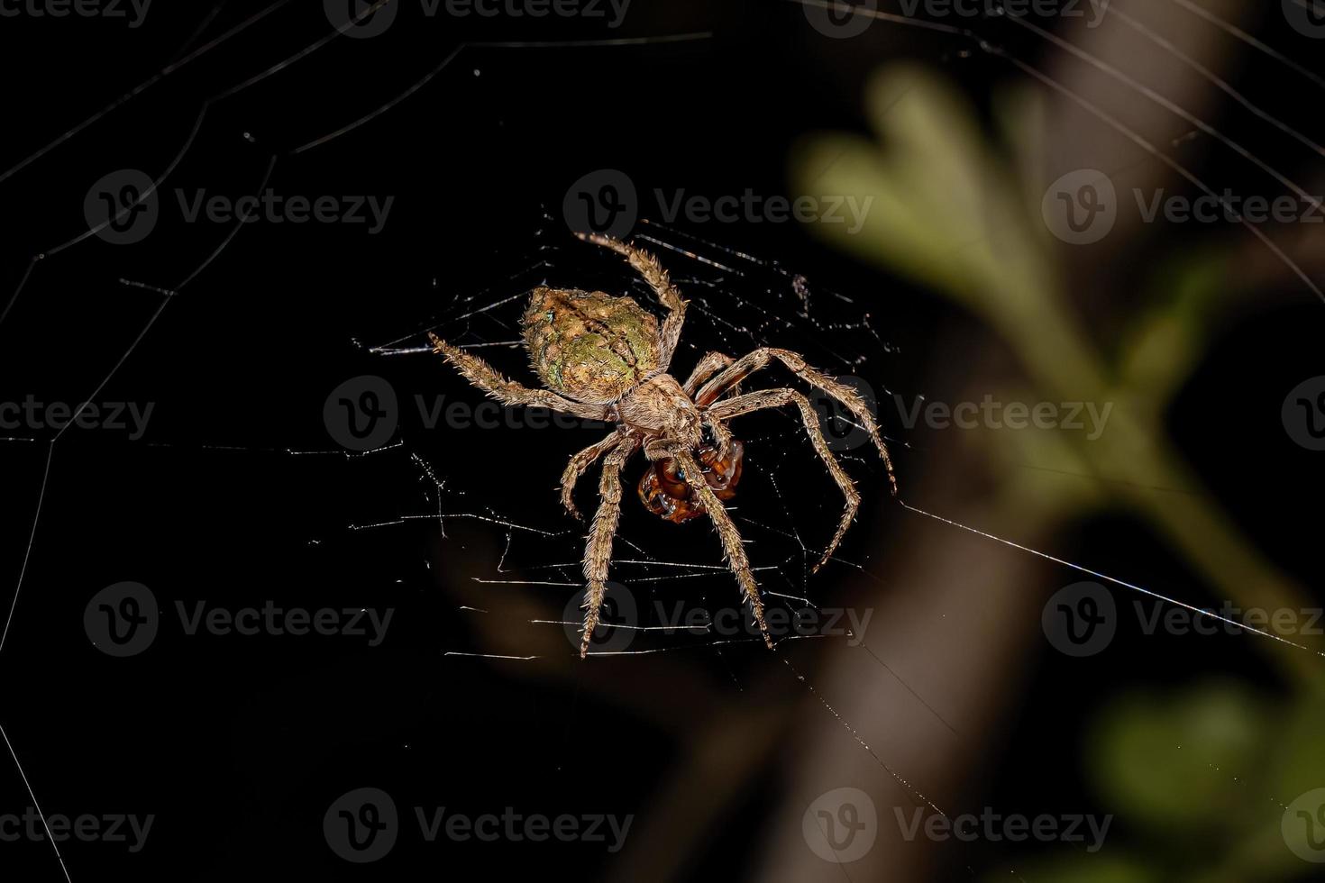 typische Orbweaver-Spinne foto