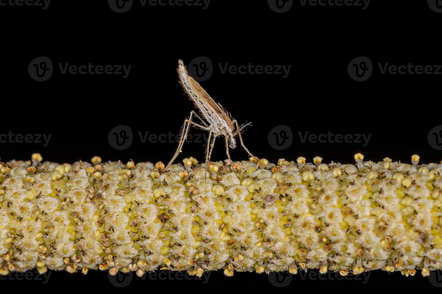 erwachsenes weibliches Phantommückeninsekt foto