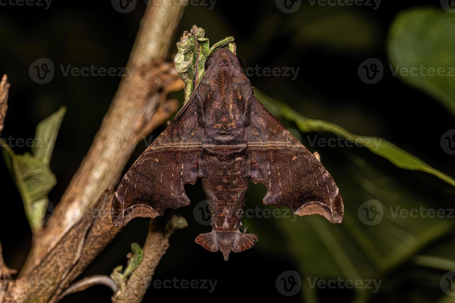 ausgewachsene schnellflügelige Sphinxmotte foto