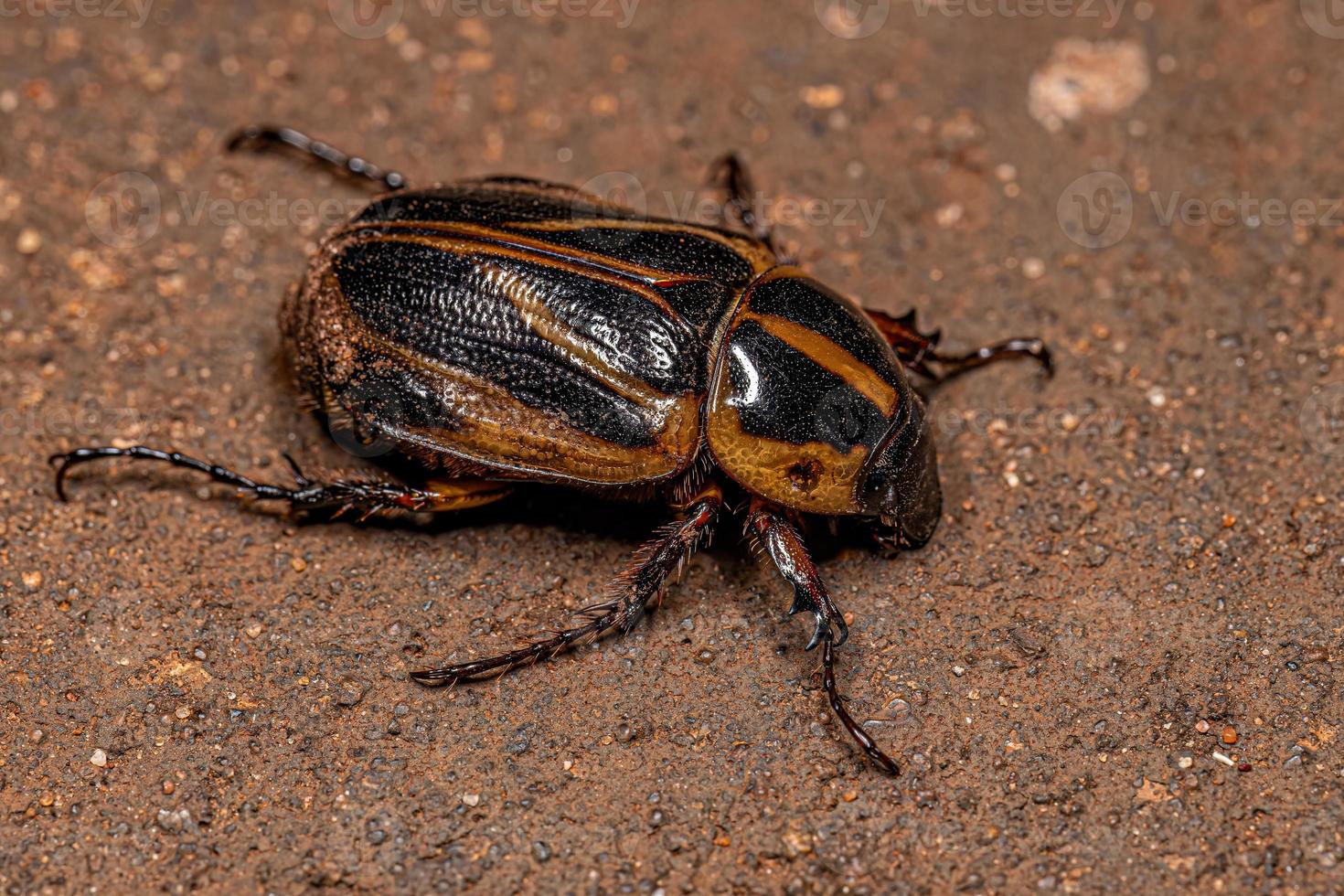 erwachsener maskierter Käfer foto