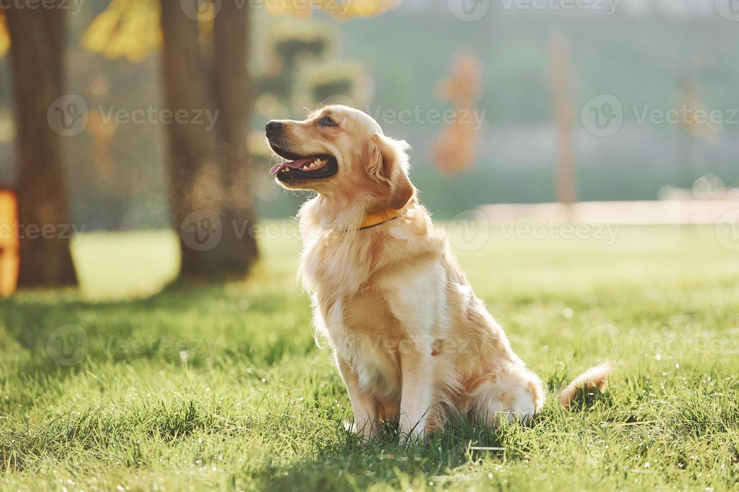 Schöner Golden Retriever-Hund macht einen Spaziergang im Freien im Park foto