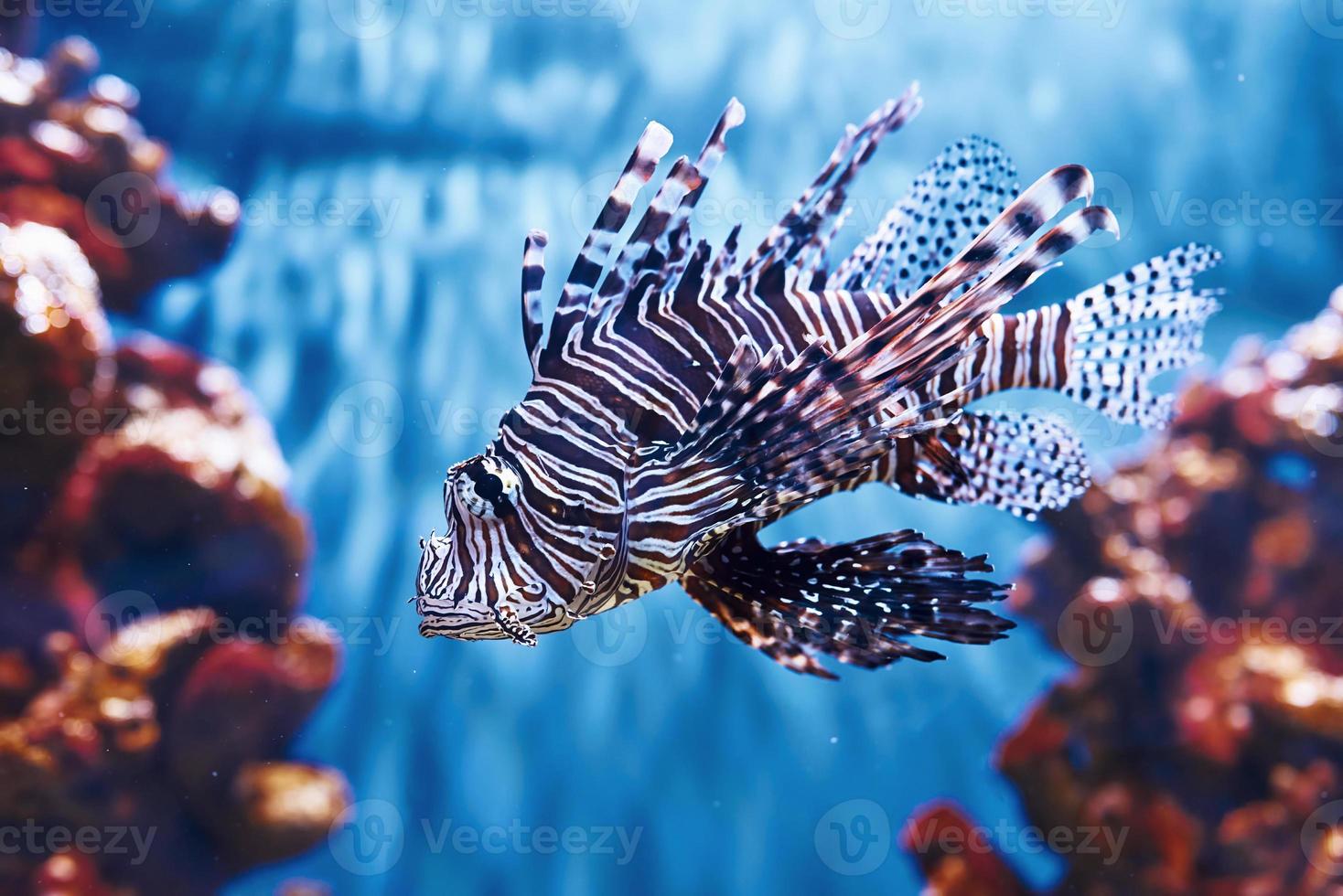 Pterois volitans. Unterwasser-Nahaufnahme von tropischen Fischen. Leben im Ozean foto