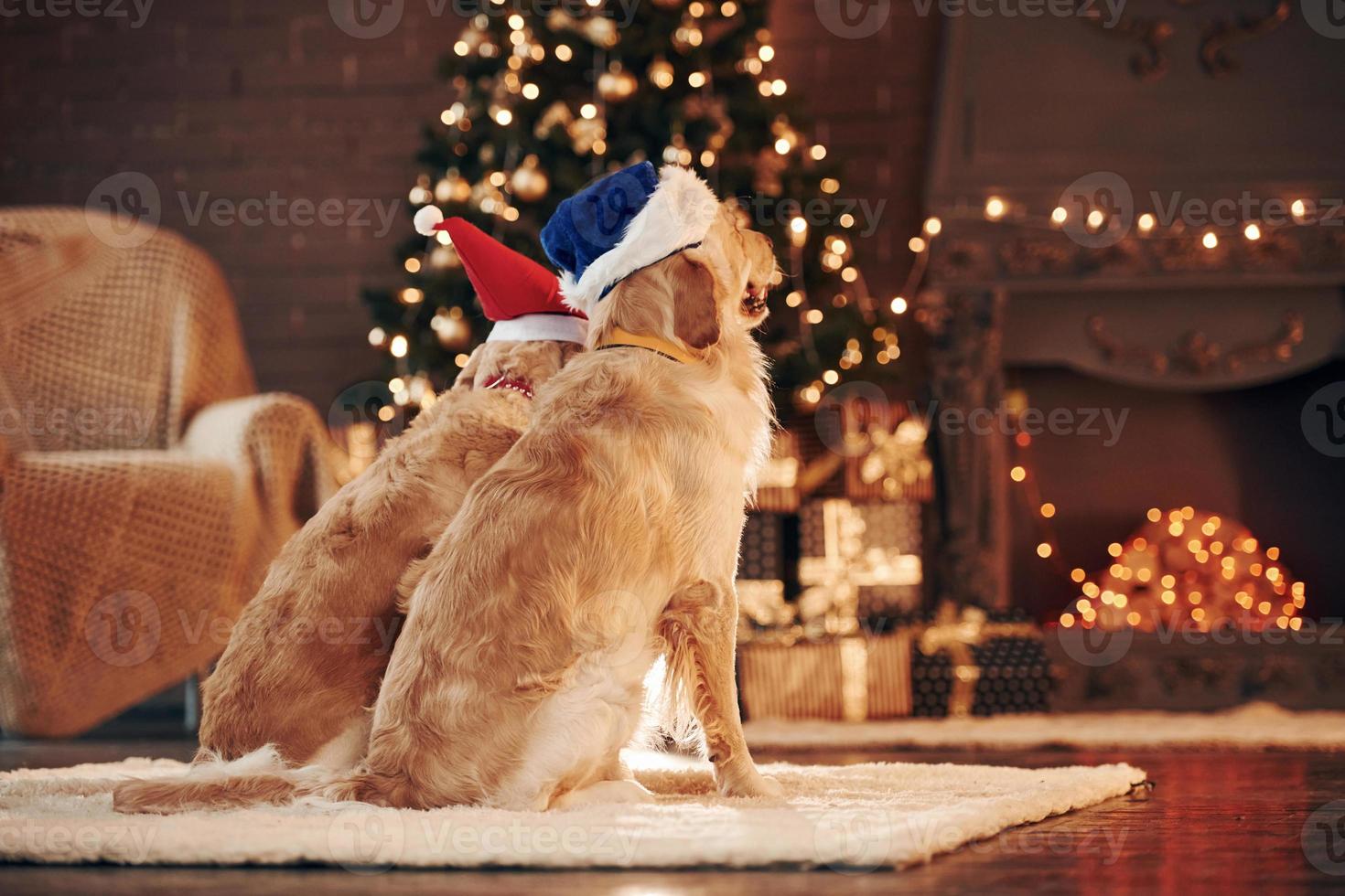 Ansicht von hinten. Zwei süße Golden Retriever zusammen zu Hause. Silvester feiern foto