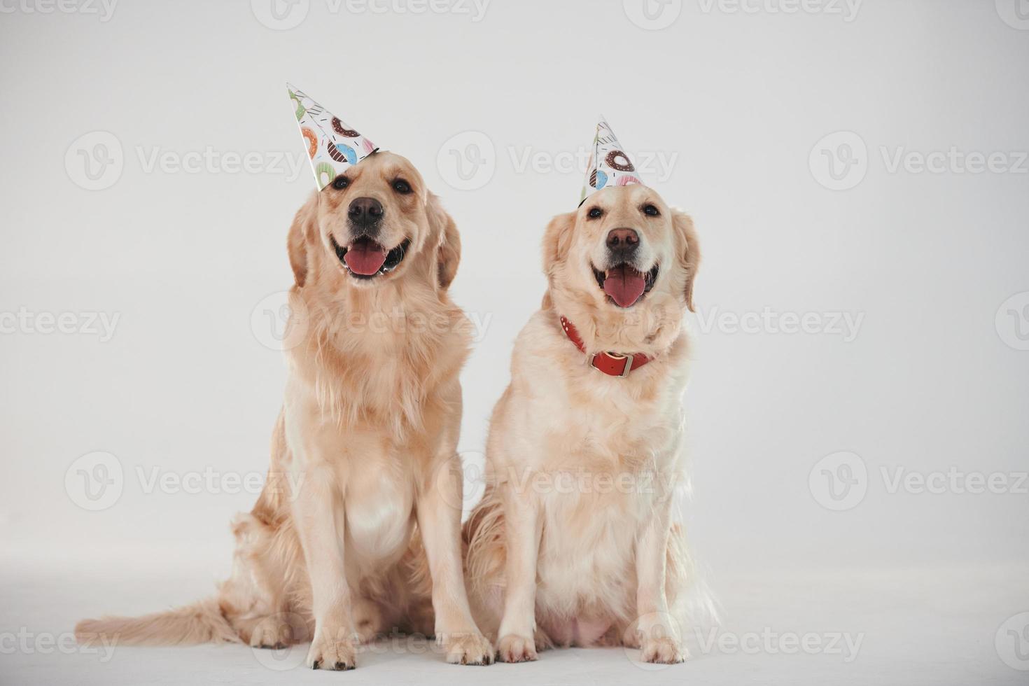 Partyhüte auf dem Kopf. Zwei Golden Retriever zusammen im Studio vor weißem Hintergrund foto