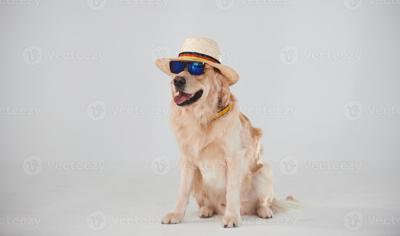 mit Hut und Sonnenbrille. Golden Retriever ist im Studio vor weißem Hintergrund foto