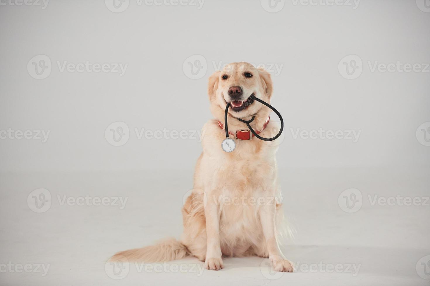 hält medizinisches stethoskop im mund. Golden Retriever ist im Studio vor weißem Hintergrund foto