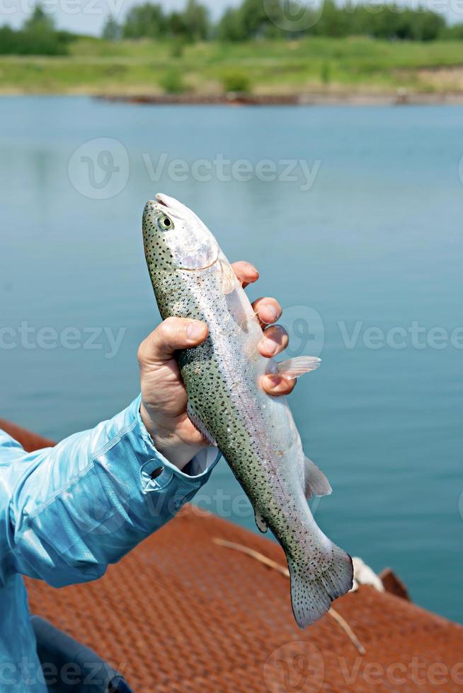 Ein Fischer fängt auf einer Forellenfarm mit einer Spinnrute Fische und nimmt sie mit einem Netz auf. foto