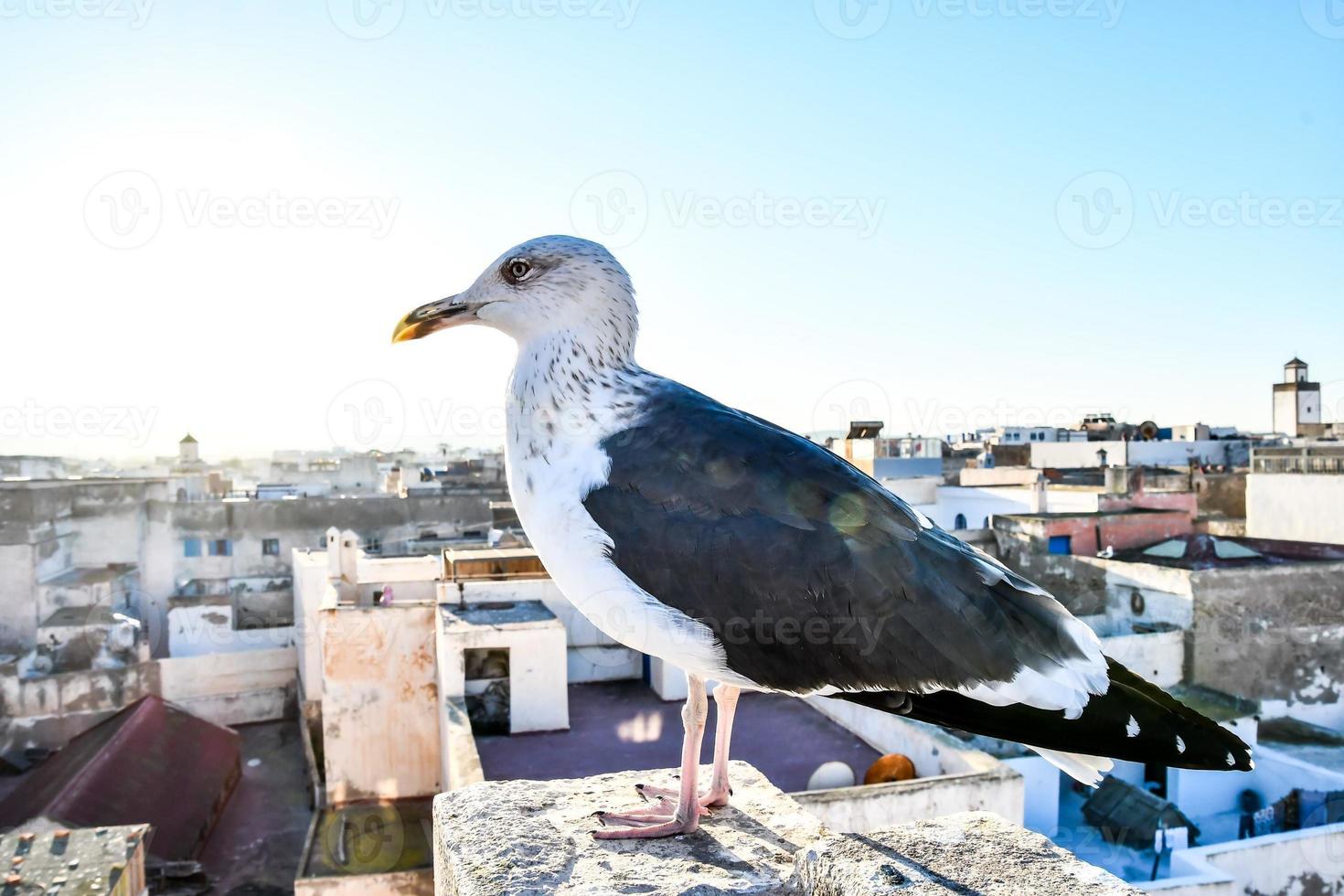 Möwe in Marokko foto