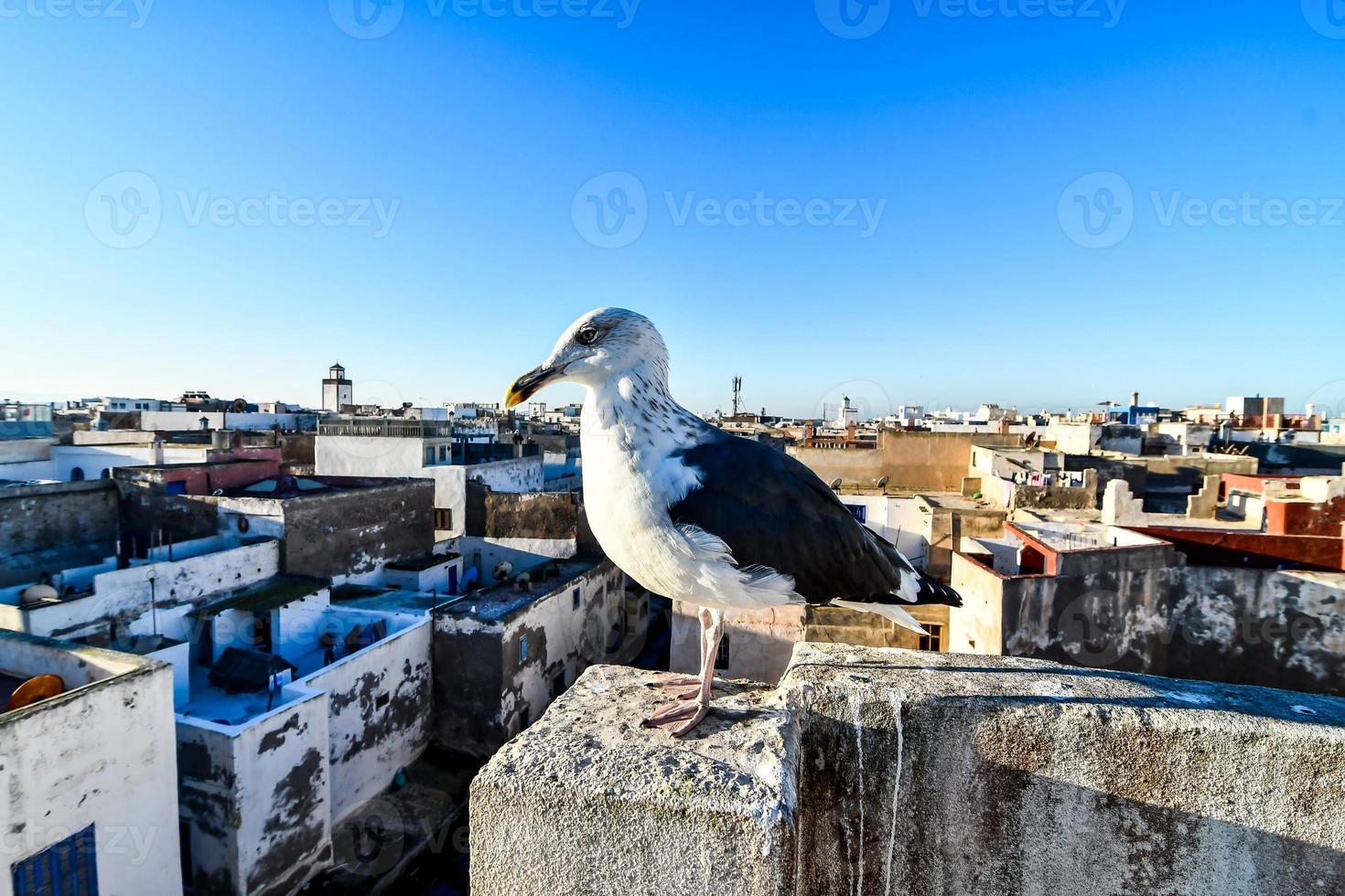 Möwe in Marokko foto