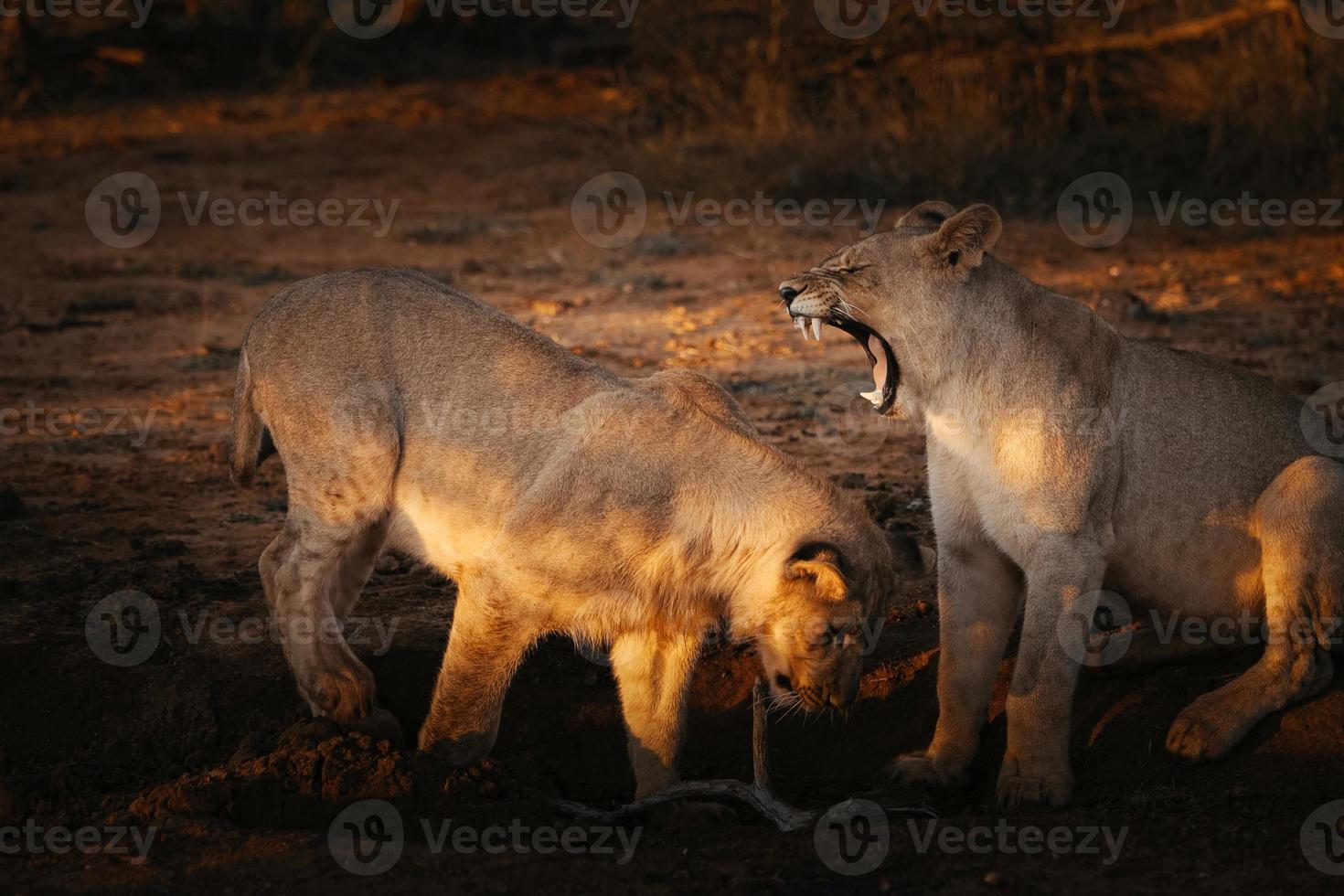 ein gähnender Löwe bei Sonnenuntergang foto