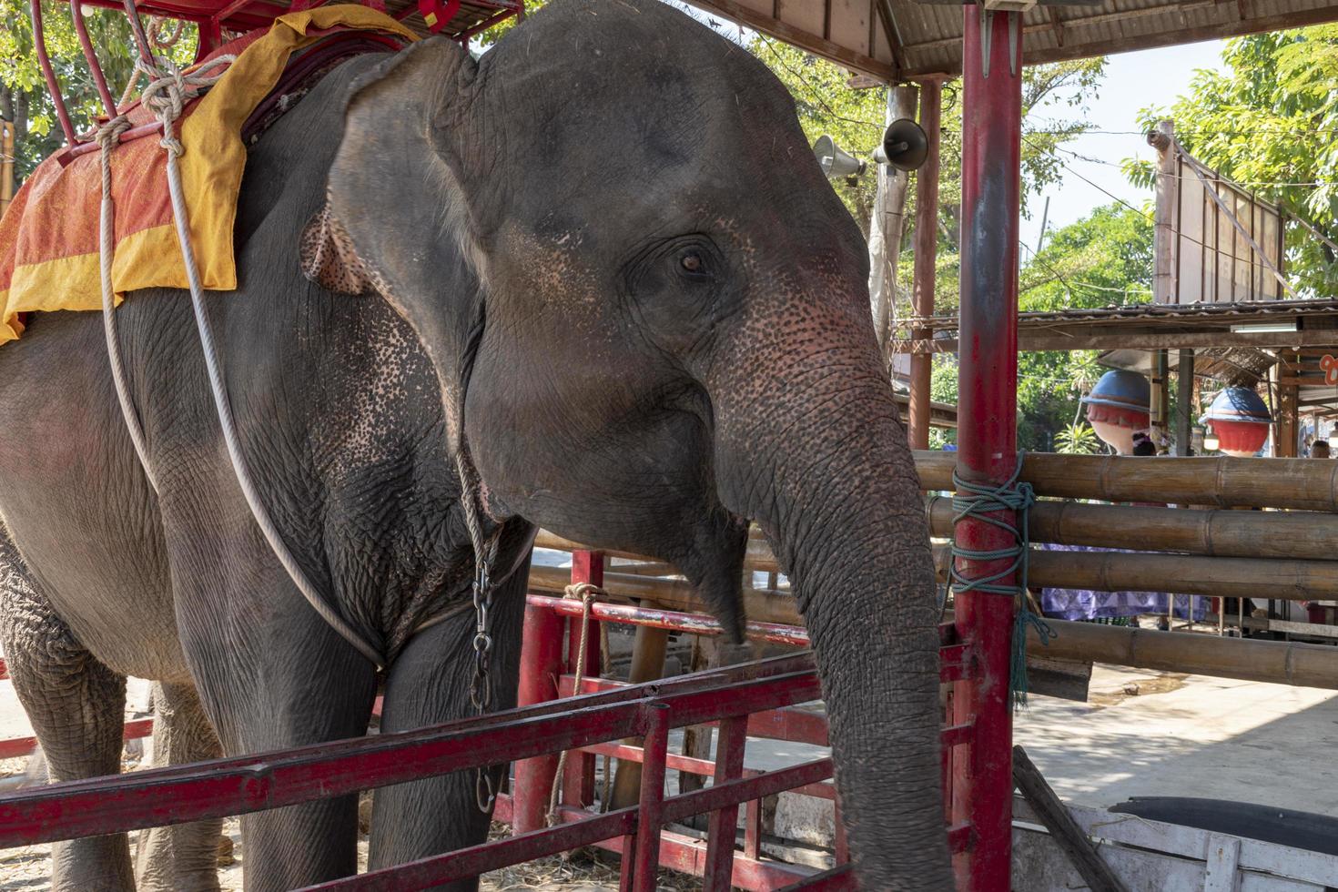 Porträt Nahaufnahme Elefant im Zoo foto