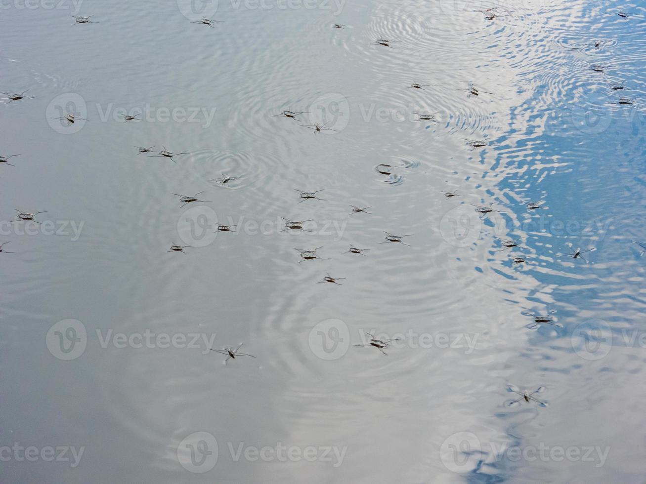 gerris lacustris, allgemein bekannt als gemeiner Teichläufer oder gemeiner Wasserläufer foto