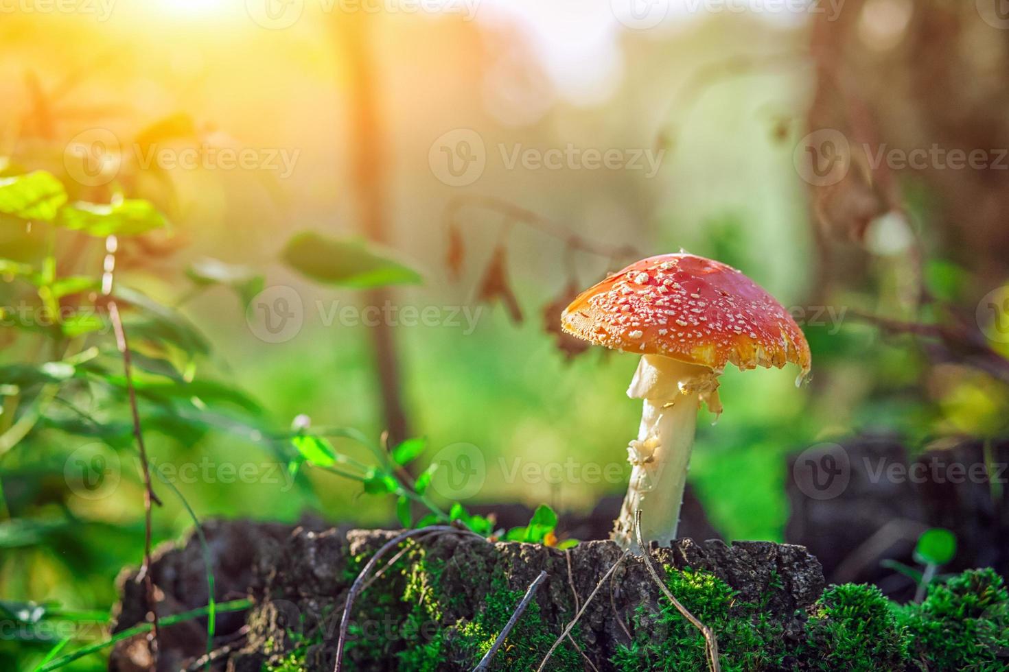 großer Pilz-Wulstling mit rotem Hut foto