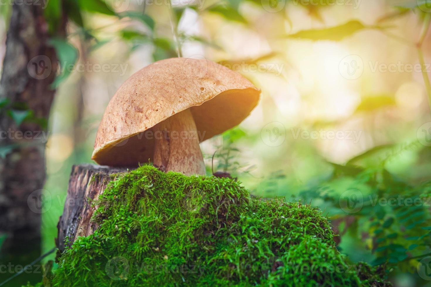 großer weißer Pilz mit Klettenkappe foto