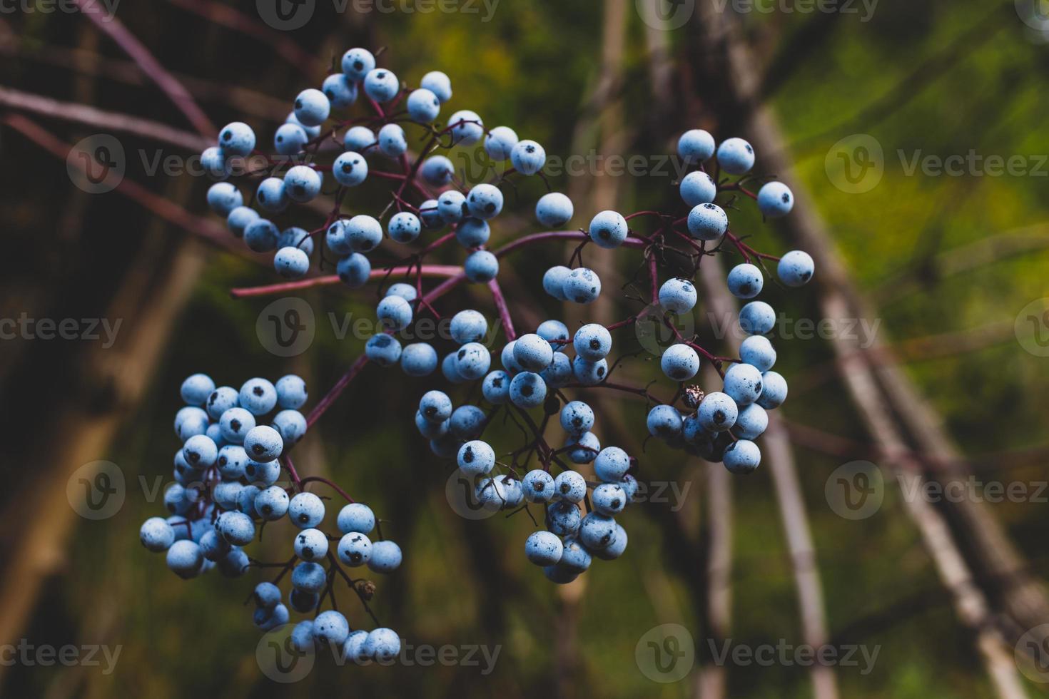 Blaue Waldbeeren werden reif foto