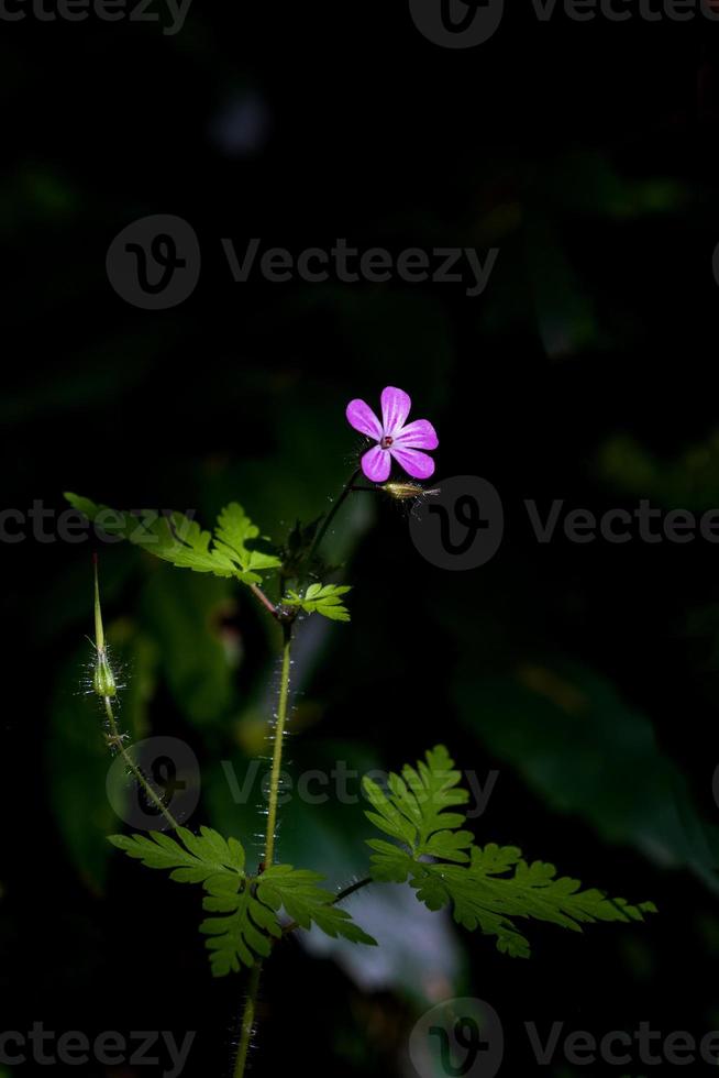 wilde blume am ersten morgenlicht strahlender sonnenstrahl foto