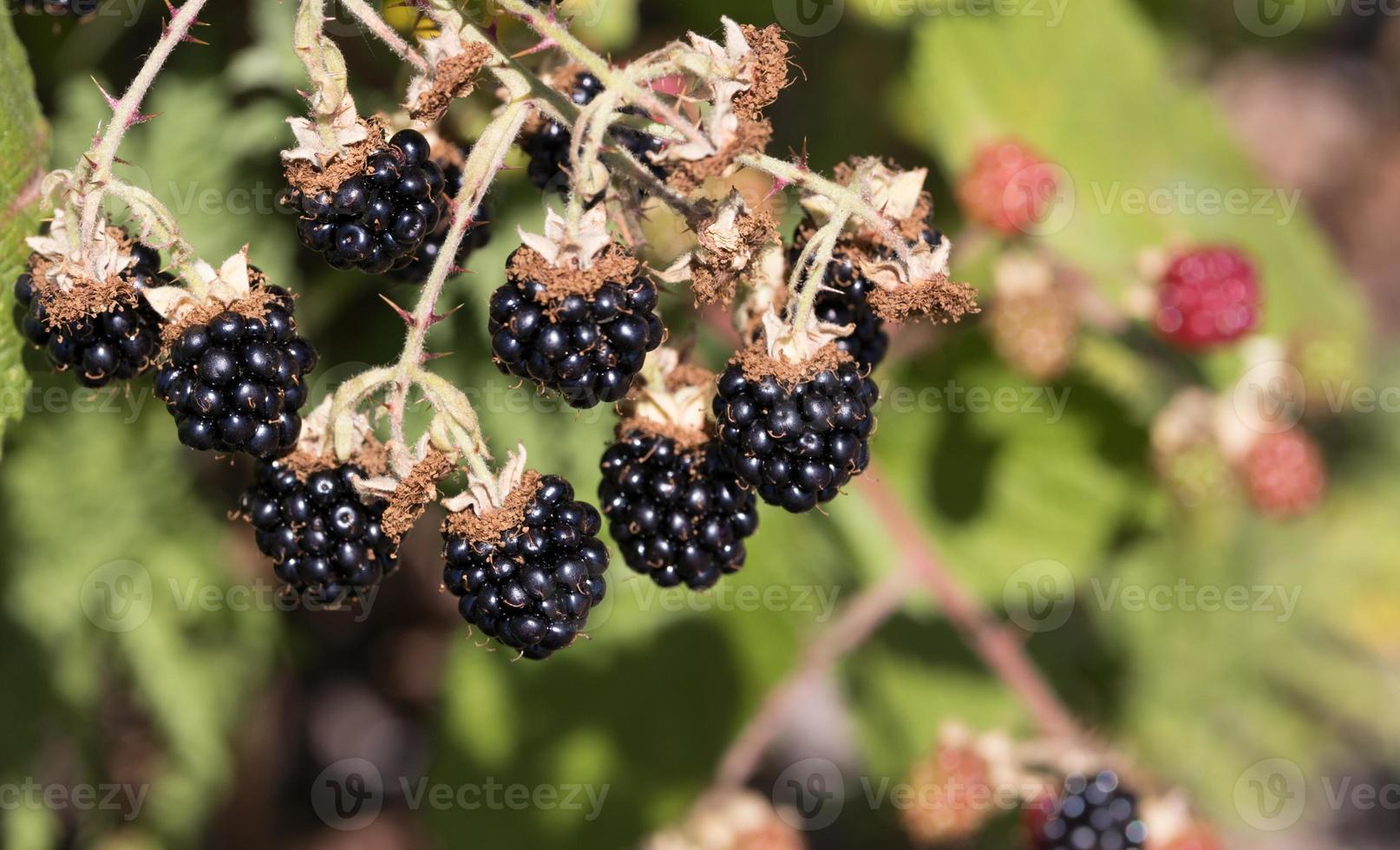 frische reife Brombeeren, die an der Rebe wachsen foto