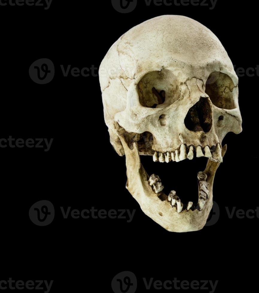 Menschlicher Schädel aus Glasfaser mit weit geöffnetem Mund in einem 45-Grad-Winkel foto