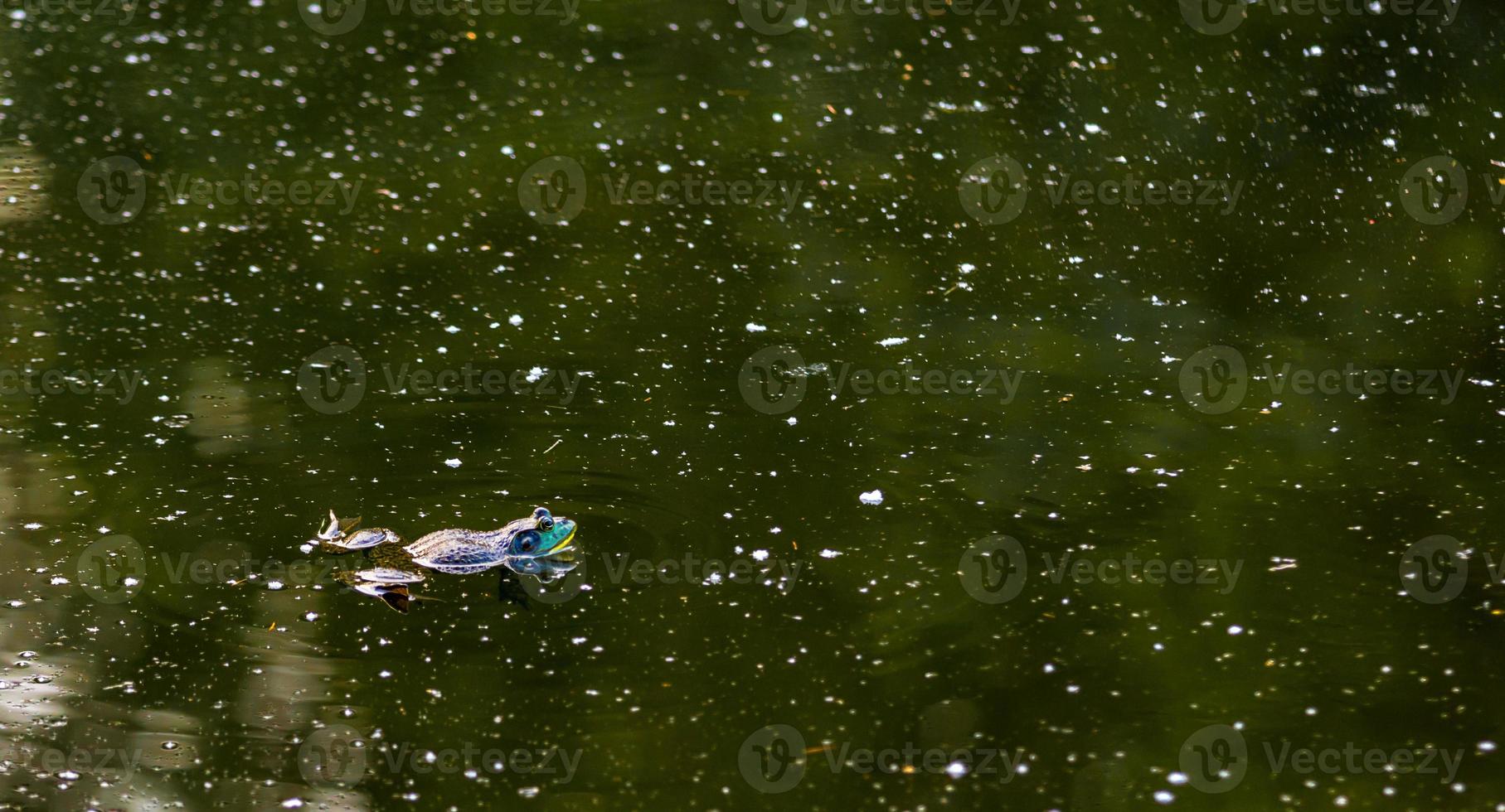 Amerikanischer Ochsenfrosch, der in einem trüben grünen Teich schwimmt foto