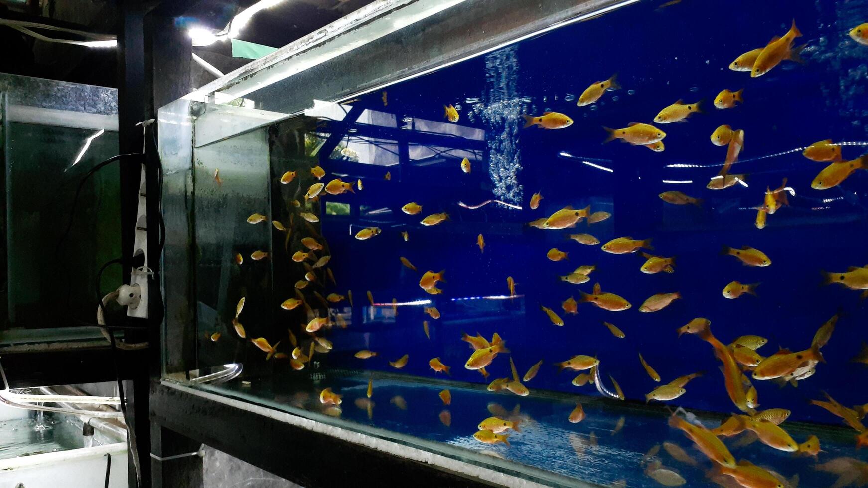 gelber Fisch, der im Aquarium auf blauem Hintergrund schwimmt foto