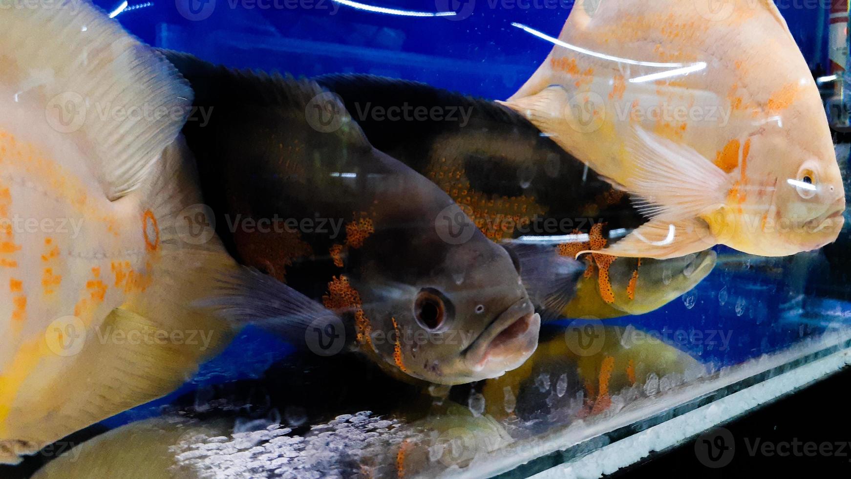 Aquarienfische. Astronotus ist eine Fischgattung aus der Familie der Buntbarsche. Es gibt zwei Arten dieser Gattung, die beide in Südamerika vorkommen. foto