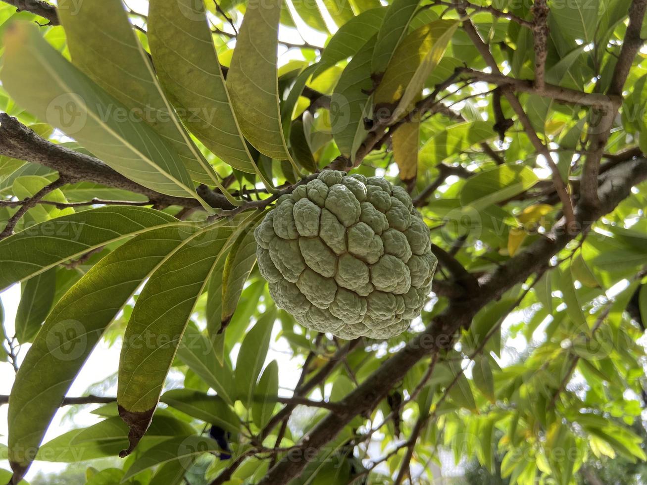 der zuckerapfel oder zuckerapfel, sirikaya in indonesien ist die essbare frucht von annona squamosa, der am weitesten verbreiteten annona-art, die im tropischen klima amerikas und westindiens beheimatet ist. foto