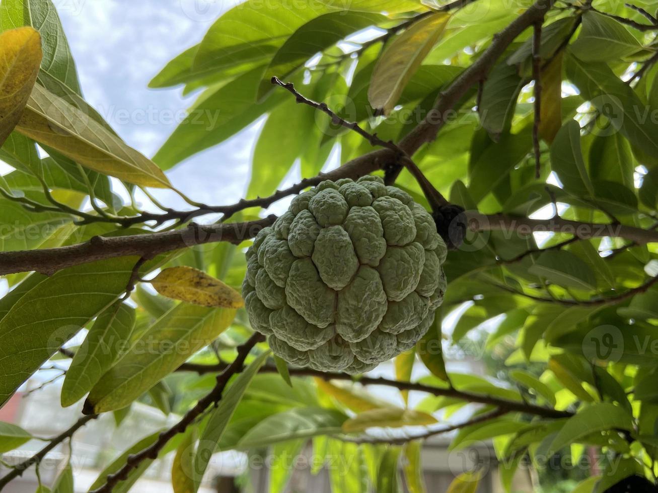 der zuckerapfel oder zuckerapfel, sirikaya in indonesien ist die essbare frucht von annona squamosa, der am weitesten verbreiteten annona-art, die im tropischen klima amerikas und westindiens beheimatet ist. foto