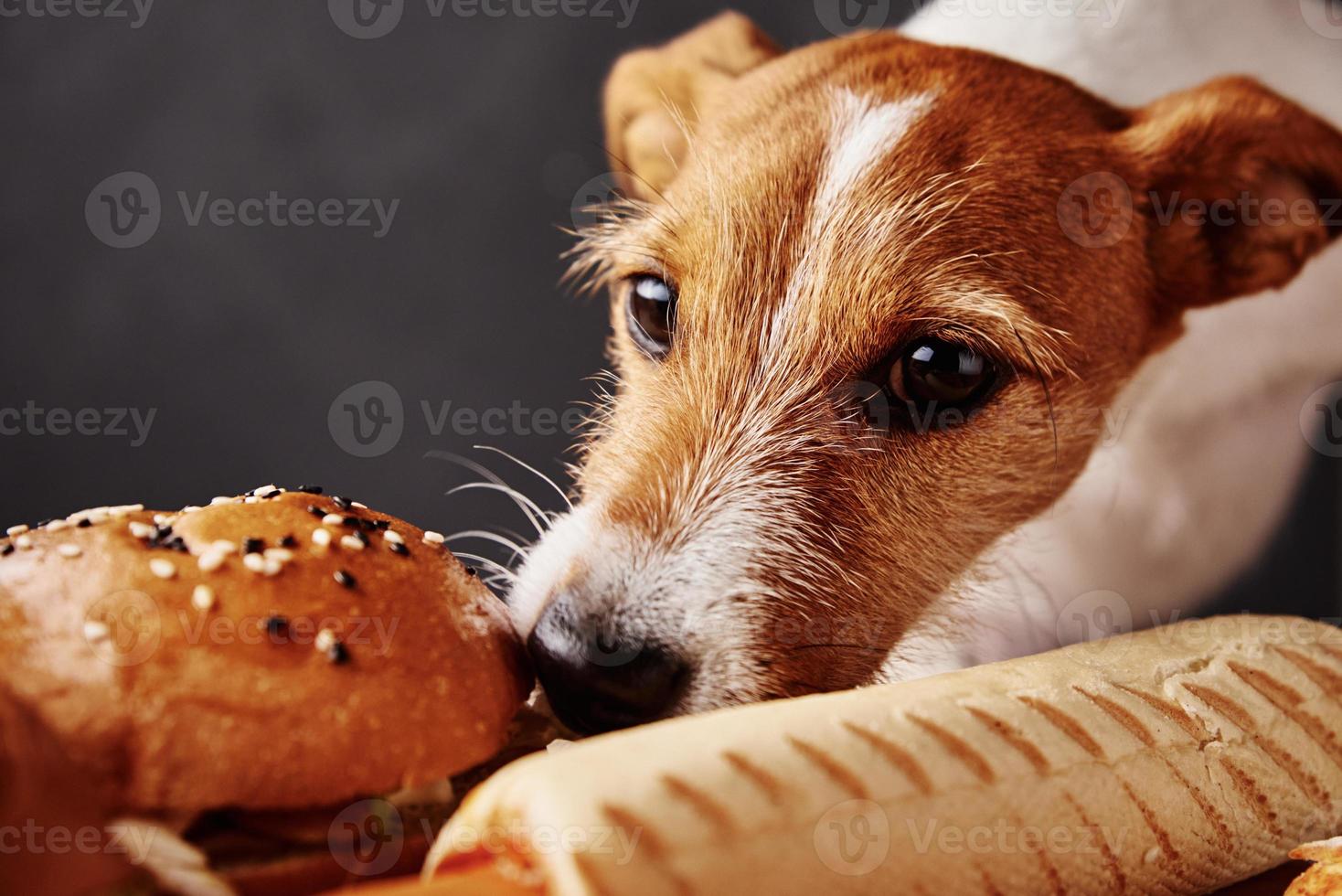 Hungriger Hund, der Essen vom Tisch stiehlt. foto