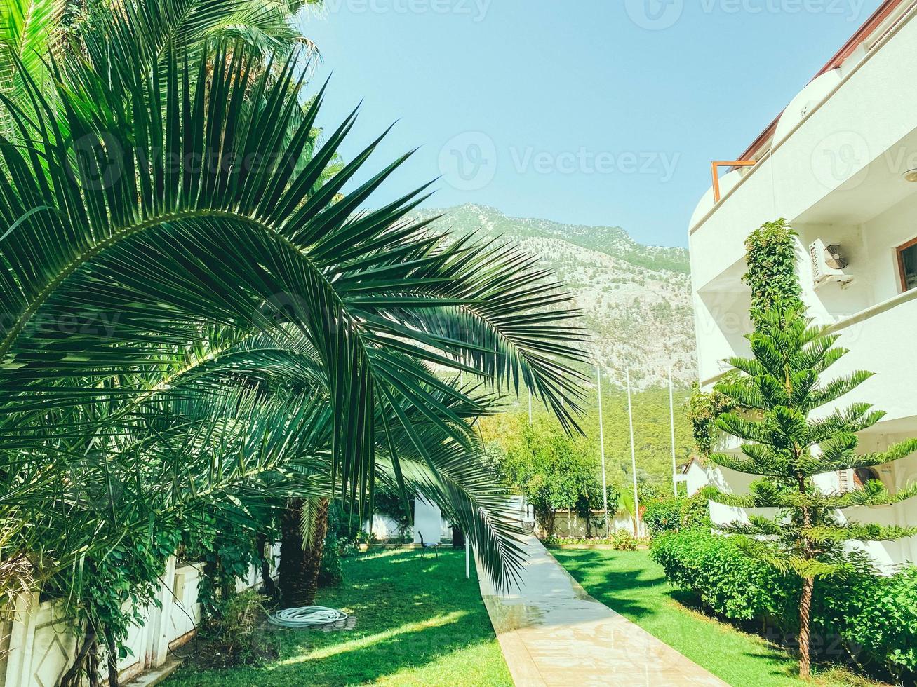 exotische Grünpflanzen in einem heißen Land. Palmen mit langen, grünen Blättern. hohe Bäume vor dem Hintergrund eines teuren weißen Hotels und Berge foto