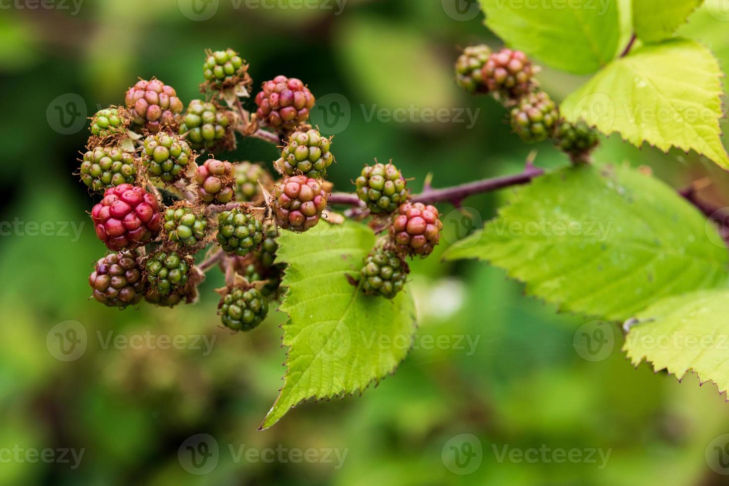 frische reife Brombeeren, die am Rebstock wachsen 2 foto