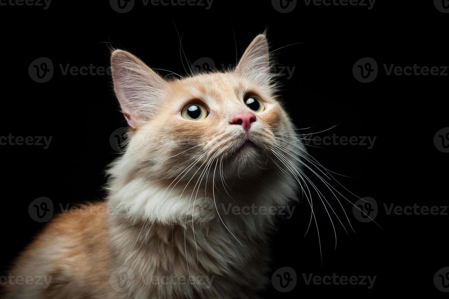 Porträt einer roten Katze auf schwarzem Hintergrund foto